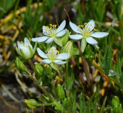 Spergularia macrotheca longistyla