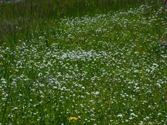 Plagiobothrys strictus