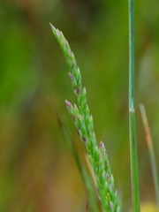 Poa napensis