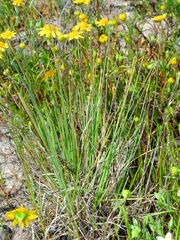 Poa napensis