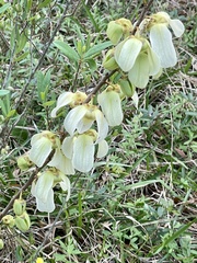 Asimina reticulata