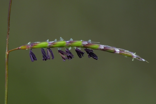 Pleuropogon californicus var. californicus