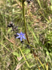 Aristea angolensis