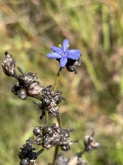 Aristea angolensis