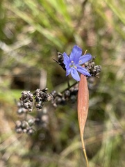 Aristea angolensis