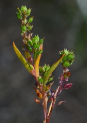 Lepidium oxycarpum