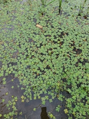 Marsilea mutica
