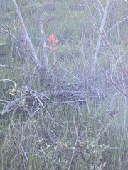 Castilleja subinclusa