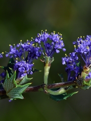 Ceanothus divergens