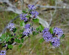 Ceanothus divergens
