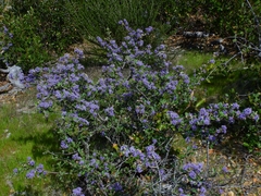 Ceanothus divergens