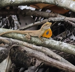 Anolis unilobatus