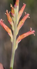 Tritoniopsis antholyza