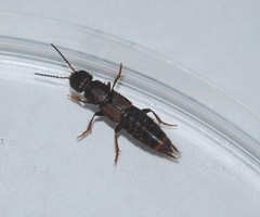 Platydracus cinnamopterus