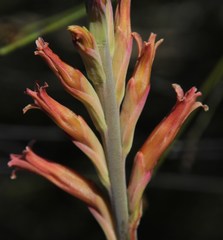 Tritoniopsis antholyza