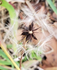 Lactuca graminifolia