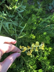 Crotalaria lanceolata