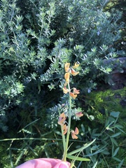 Crotalaria lanceolata