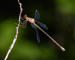 Lestes sigma
