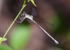 Lestes forficula