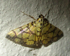 Pardomima distortana