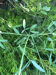 Crotalaria lanceolata