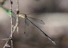 Lestes forficula