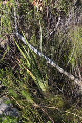 Tritoniopsis antholyza