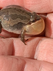 Pseudacris triseriata