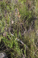 Tritoniopsis antholyza