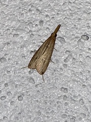 Donacaula maximellus