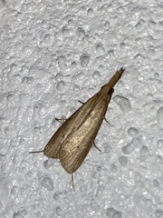 Donacaula maximellus