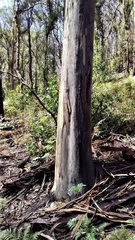 Eucalyptus amplifolia