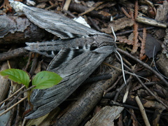 Sphinx canadensis