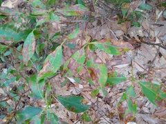 Diaporthe kalmiae