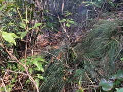 Xerophyllum asphodeloides