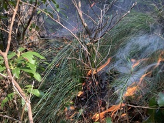 Xerophyllum asphodeloides