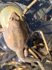 Pseudacris triseriata