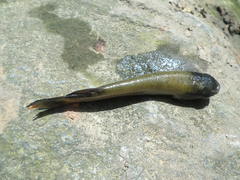 Rivulus