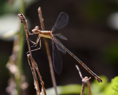 Lestes forficula