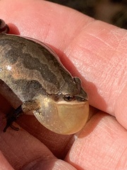 Pseudacris triseriata