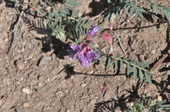Astragalus hallii