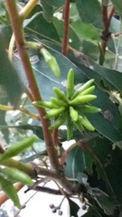Eucalyptus amplifolia