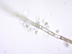 Bicoecida