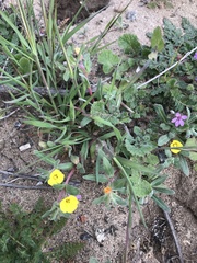 Camissoniopsis lewisii