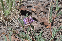 Astragalus hallii