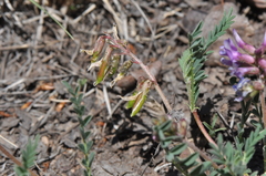 Astragalus hallii