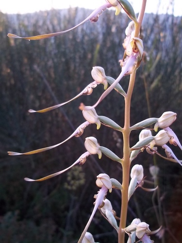 Himantoglossum affine