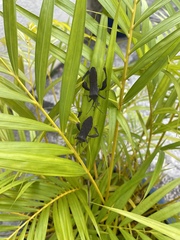 Pseudomictis distinctus