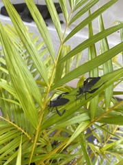 Pseudomictis distinctus